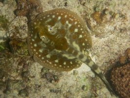 Yellow StingrayIMG 4917